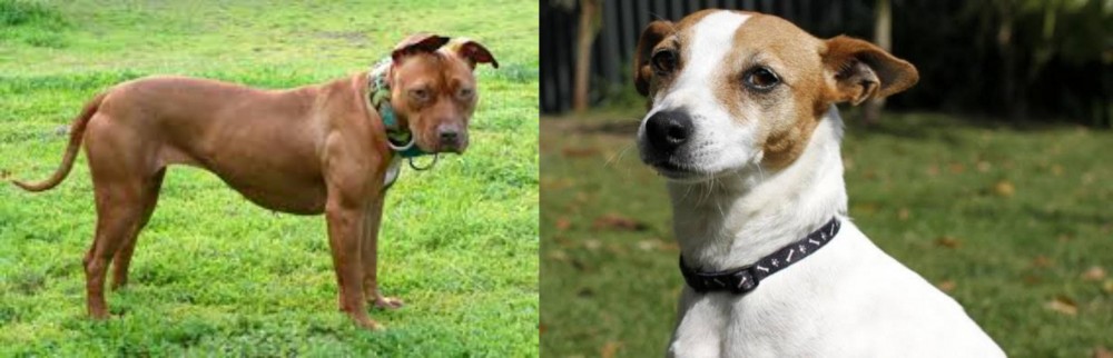 Tenterfield Terrier vs American Pit Bull Terrier - Breed Comparison