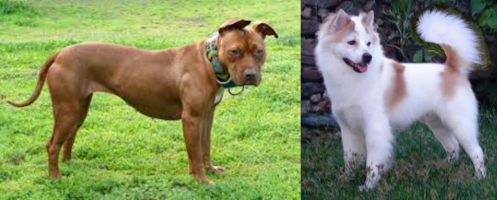 Thai Bangkaew vs American Pit Bull Terrier - Breed Comparison