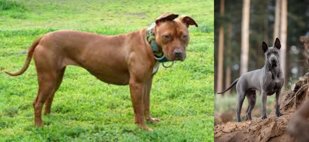Thai Ridgeback vs American Pit Bull Terrier - Breed Comparison