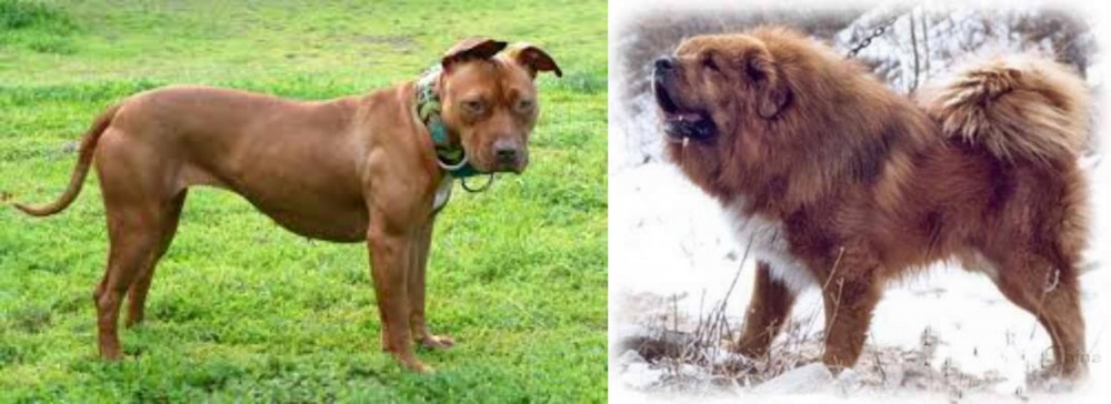 Tibetan Kyi Apso vs American Pit Bull Terrier - Breed Comparison