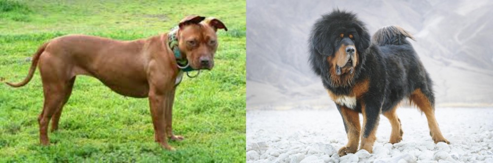 Tibetan Mastiff vs American Pit Bull Terrier - Breed Comparison