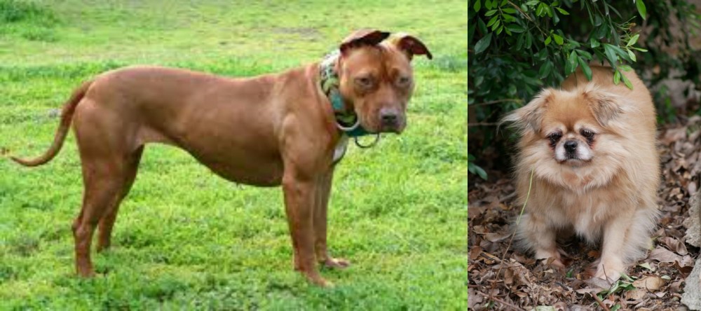 Tibetan Spaniel vs American Pit Bull Terrier - Breed Comparison