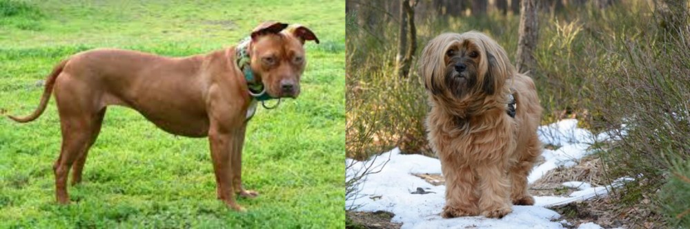 Tibetan Terrier vs American Pit Bull Terrier - Breed Comparison