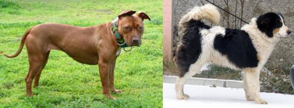 Tornjak vs American Pit Bull Terrier - Breed Comparison