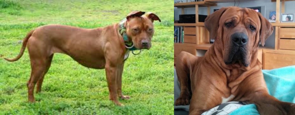 Tosa vs American Pit Bull Terrier - Breed Comparison
