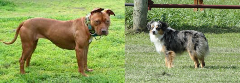 Toy Australian Shepherd vs American Pit Bull Terrier - Breed Comparison