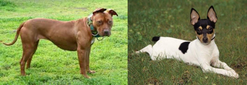 Toy Fox Terrier vs American Pit Bull Terrier - Breed Comparison