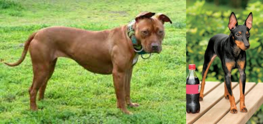 Toy Manchester Terrier vs American Pit Bull Terrier - Breed Comparison