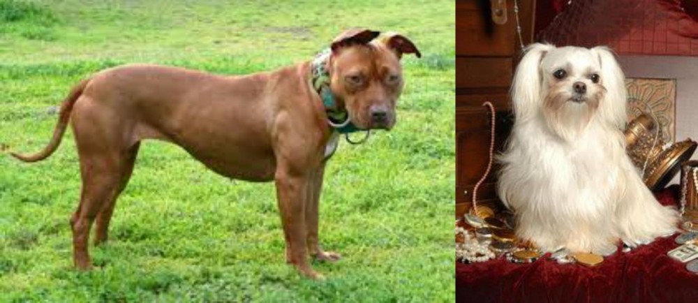 Toy Mi-Ki vs American Pit Bull Terrier - Breed Comparison