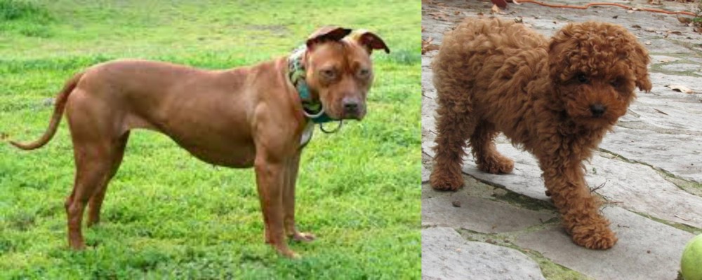 Toy Poodle vs American Pit Bull Terrier - Breed Comparison