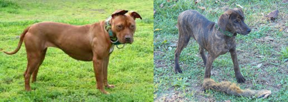 Treeing Cur vs American Pit Bull Terrier - Breed Comparison