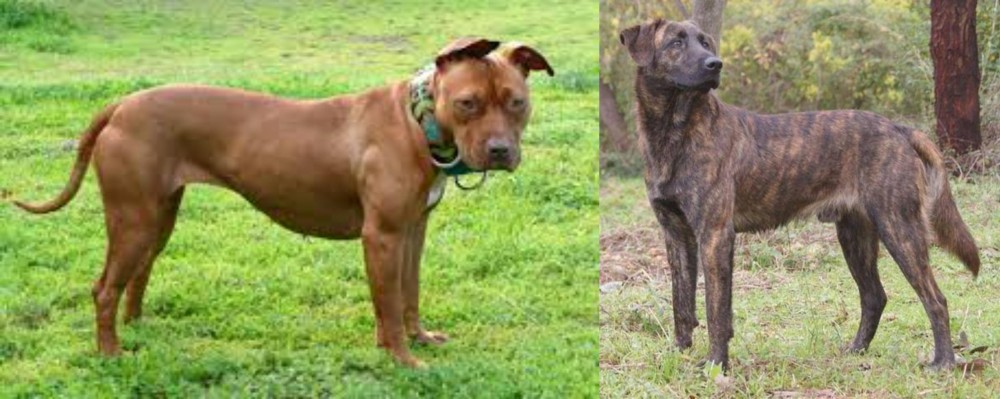 Treeing Tennessee Brindle vs American Pit Bull Terrier - Breed Comparison