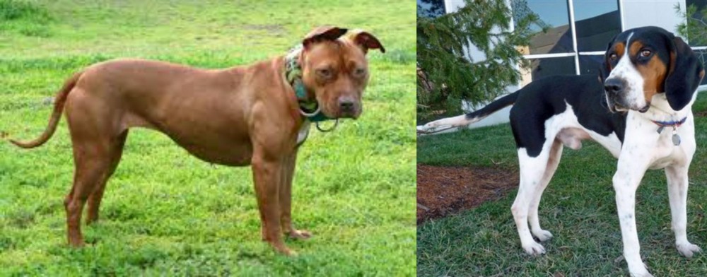 Treeing Walker Coonhound vs American Pit Bull Terrier - Breed Comparison