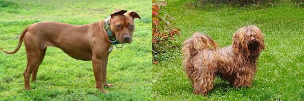 Tsvetnaya Bolonka vs American Pit Bull Terrier - Breed Comparison