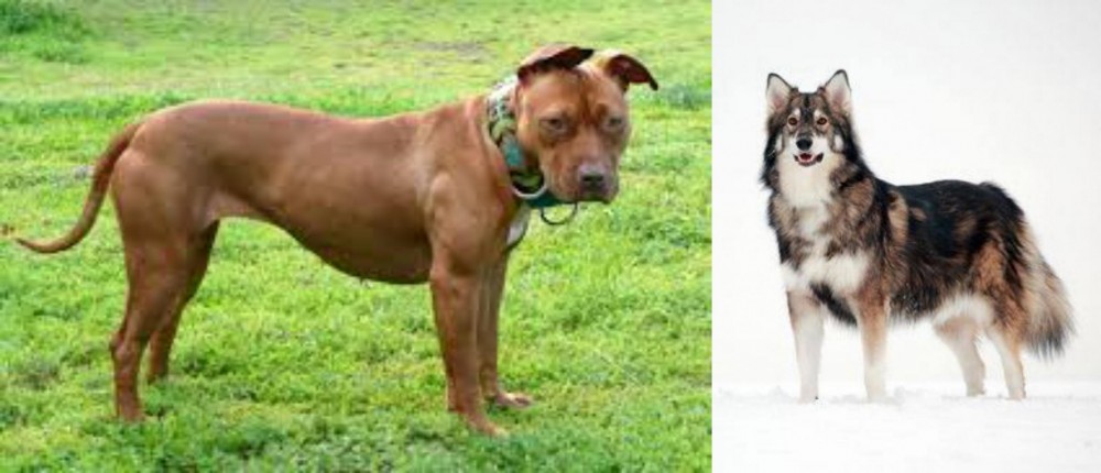 Utonagan vs American Pit Bull Terrier - Breed Comparison
