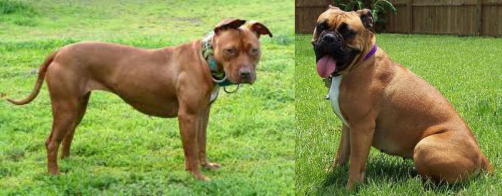 Valley Bulldog vs American Pit Bull Terrier - Breed Comparison