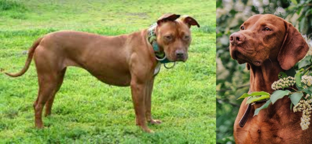Vizsla vs American Pit Bull Terrier - Breed Comparison