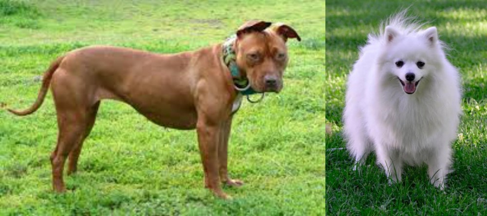 Volpino Italiano vs American Pit Bull Terrier - Breed Comparison
