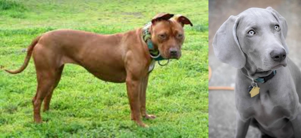 Weimaraner vs American Pit Bull Terrier - Breed Comparison