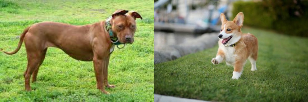 Welsh Corgi vs American Pit Bull Terrier - Breed Comparison