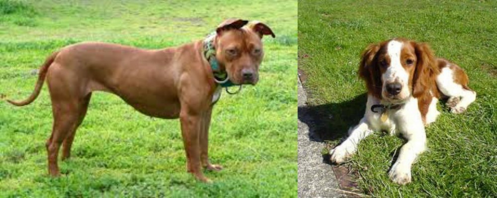 Welsh Springer Spaniel vs American Pit Bull Terrier - Breed Comparison