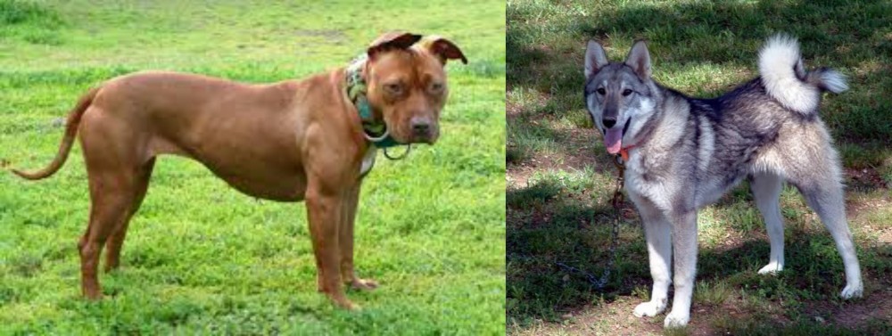 West Siberian Laika vs American Pit Bull Terrier - Breed Comparison