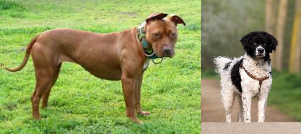 Wetterhoun vs American Pit Bull Terrier - Breed Comparison