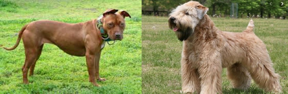 Wheaten Terrier vs American Pit Bull Terrier - Breed Comparison