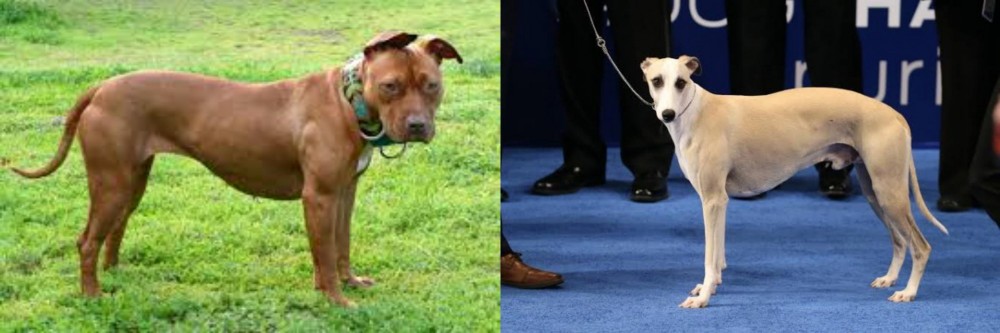 Whippet vs American Pit Bull Terrier - Breed Comparison