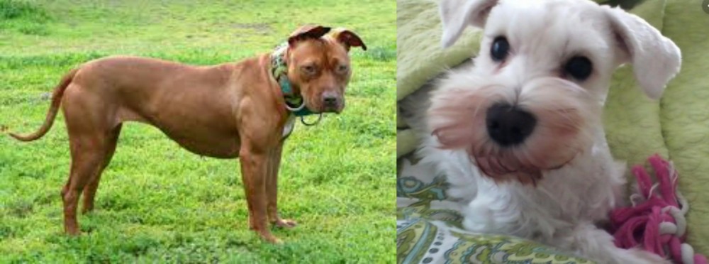 White Schnauzer vs American Pit Bull Terrier - Breed Comparison