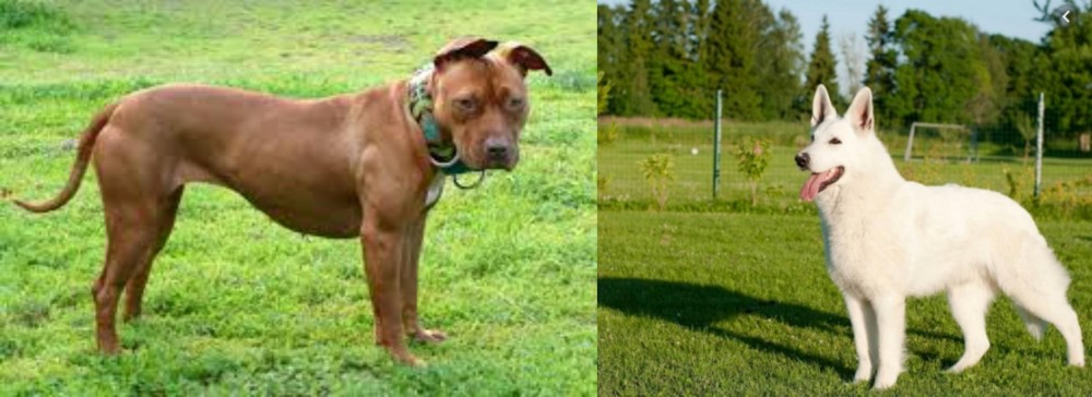 White Shepherd vs American Pit Bull Terrier - Breed Comparison
