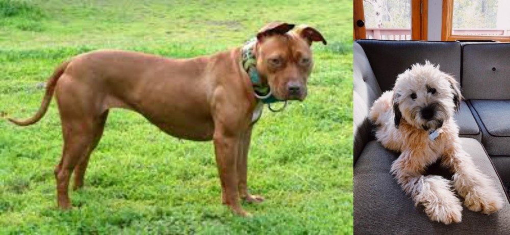 Whoodles vs American Pit Bull Terrier - Breed Comparison