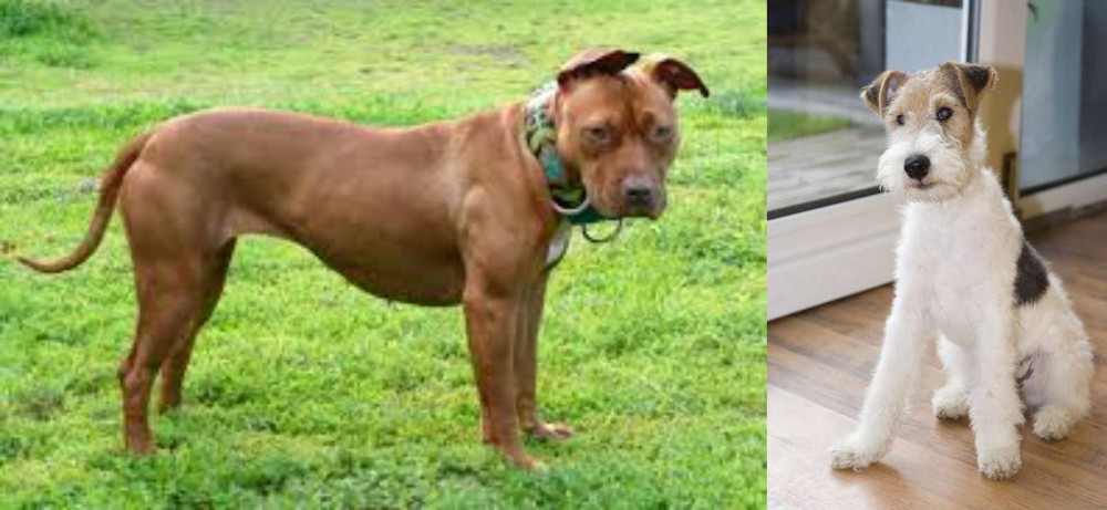 Wire Fox Terrier vs American Pit Bull Terrier - Breed Comparison