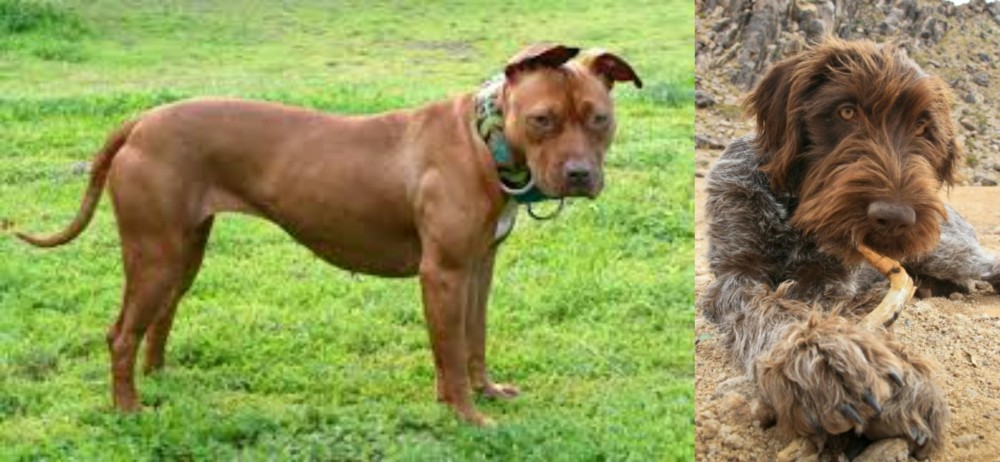 Wirehaired Pointing Griffon vs American Pit Bull Terrier - Breed Comparison