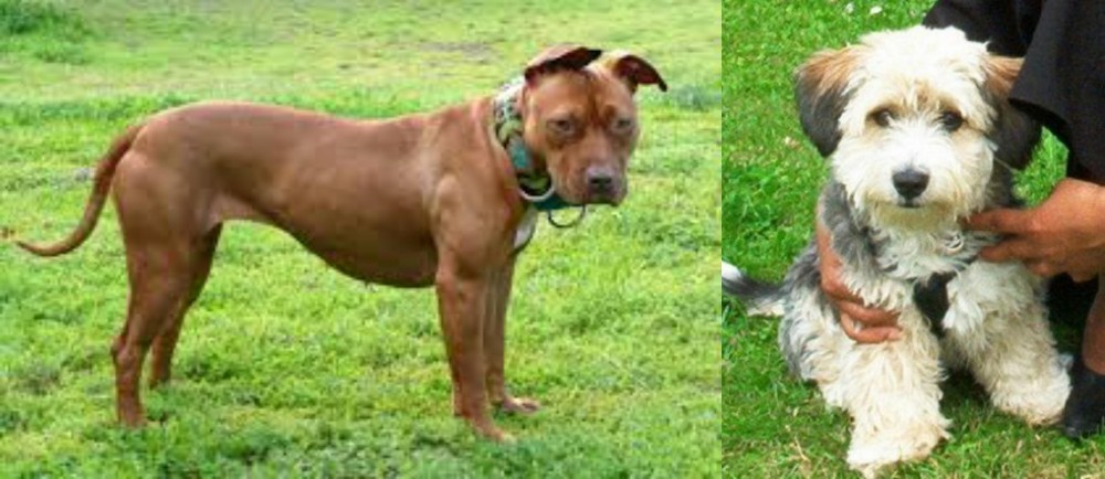 Yo-Chon vs American Pit Bull Terrier - Breed Comparison