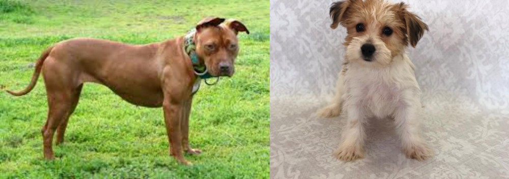 Yochon vs American Pit Bull Terrier - Breed Comparison