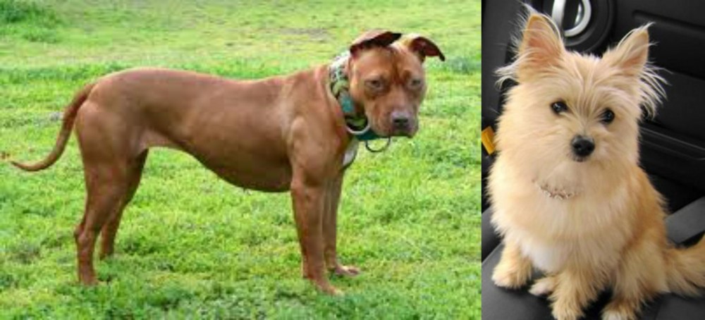 Yoranian vs American Pit Bull Terrier - Breed Comparison