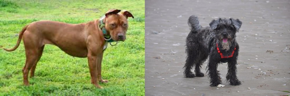 YorkiePoo vs American Pit Bull Terrier - Breed Comparison