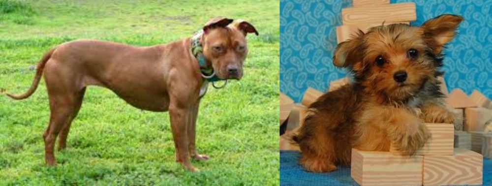 Yorkillon vs American Pit Bull Terrier - Breed Comparison
