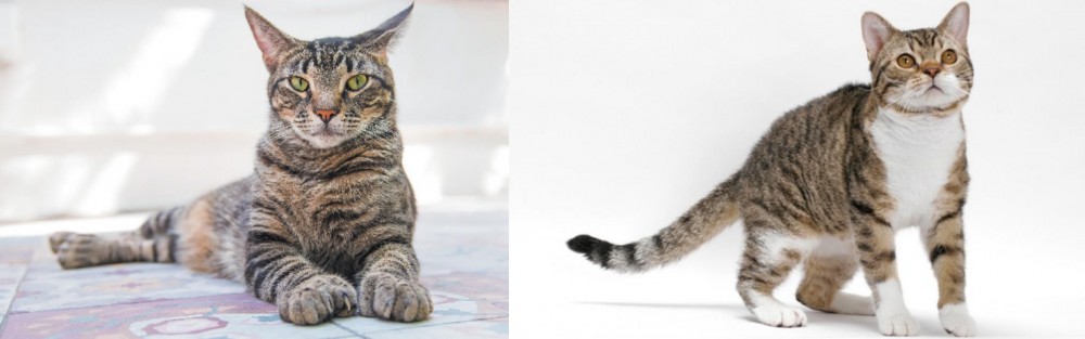 American Wirehair vs American Polydactyl - Breed Comparison