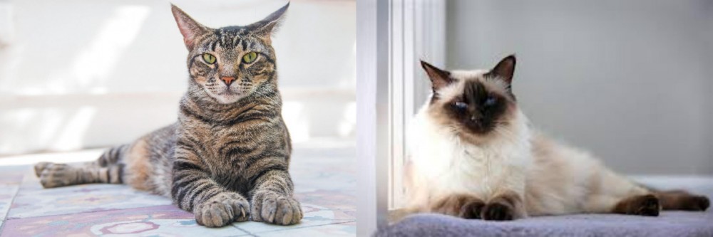 Balinese vs American Polydactyl - Breed Comparison