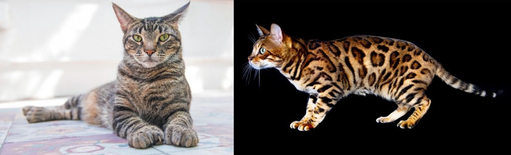 Bengal vs American Polydactyl - Breed Comparison