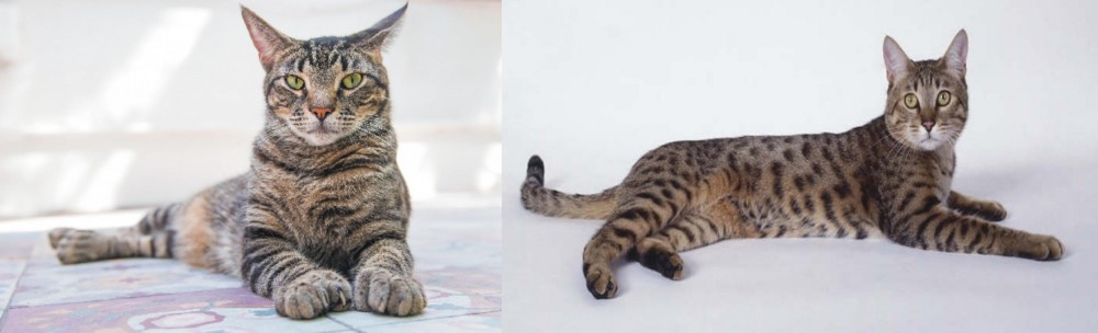 California Spangled Cat vs American Polydactyl - Breed Comparison