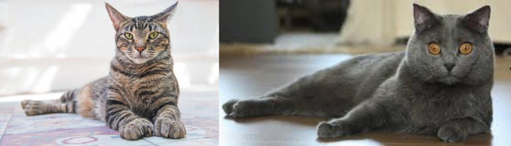 Chartreux vs American Polydactyl - Breed Comparison