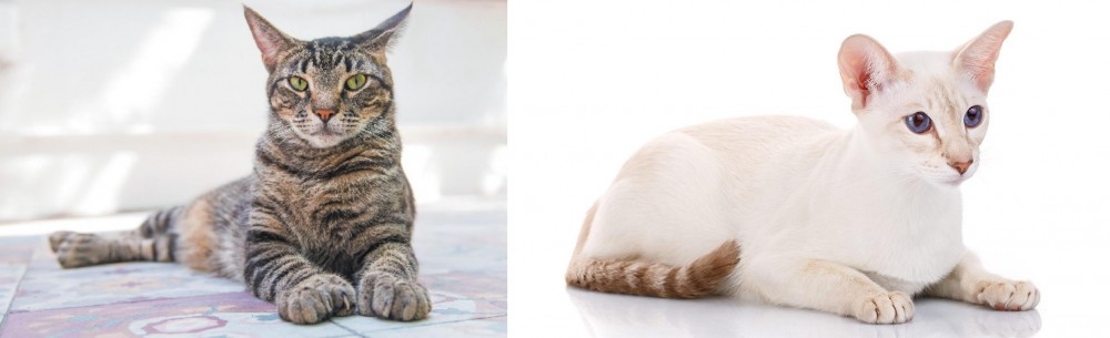 Colorpoint Shorthair vs American Polydactyl - Breed Comparison