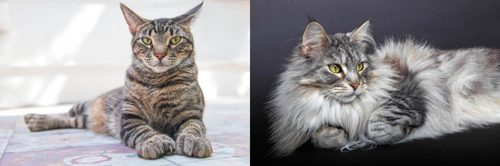 Domestic Longhaired Cat vs American Polydactyl - Breed Comparison