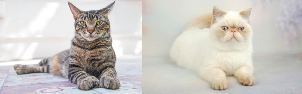 Exotic Shorthair vs American Polydactyl - Breed Comparison