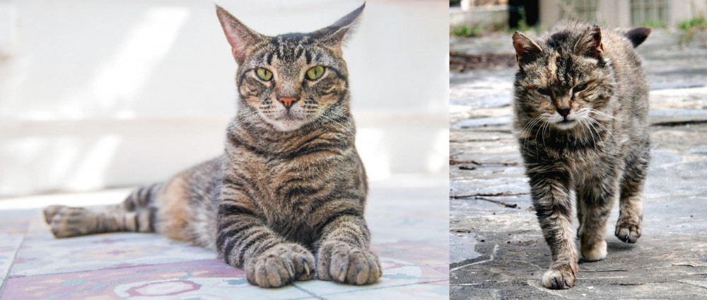Farm Cat vs American Polydactyl - Breed Comparison