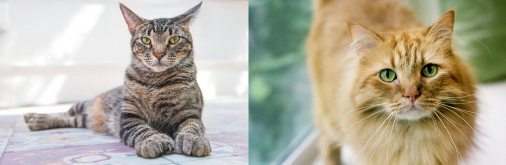 Ginger Tabby vs American Polydactyl - Breed Comparison