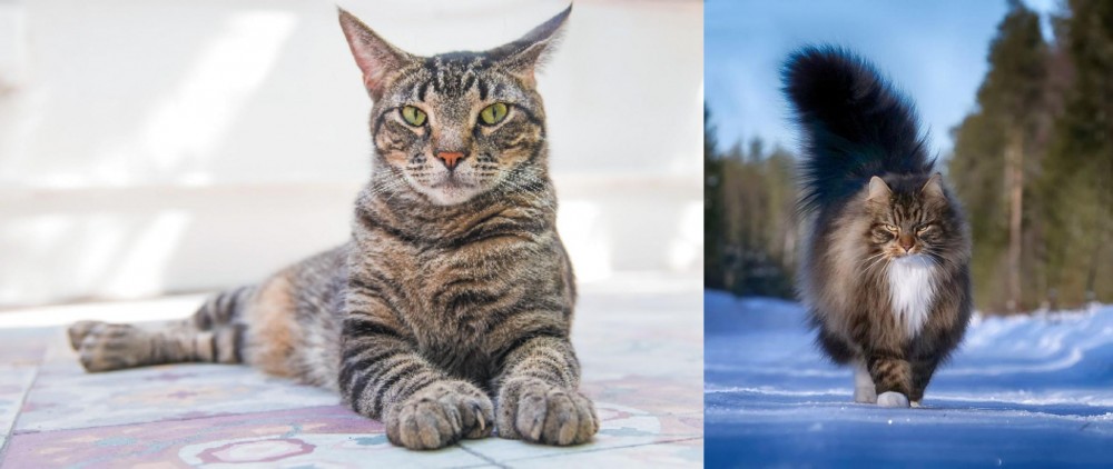 Norwegian Forest Cat vs American Polydactyl - Breed Comparison